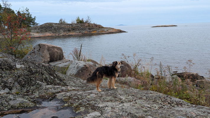 14.09.2024: Nick (11 J) hat 7,3km zurückgelegt.  Rundweg in Grisslehamn Schweden