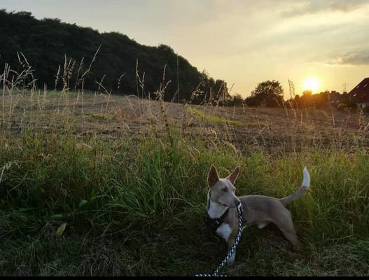 22.09.2024: Fiona,(5J) und Macchiato, (11J) sind den Drei-Türme-Weg gelaufen. 13km