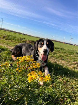 06.09.2024: Freddie (7J) ist mit Frauchen Ayshe insgesamt 6km von Elsdorf Steinweg, durch das Neubaugebiet Am Kappelchen, Richtung Gut Ohndorf, große Runde über Feldwege Richtung Neu Etzweiler am Sportplatz vorbei ud zurück gelaufen.