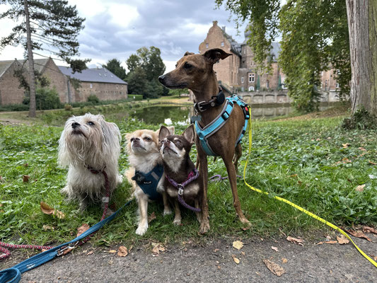 24.09.2024: Amie (5 J) Nemo (3 J) Pina (2 J) waren 7,01 km an der Burg Bergerhausen  unterwegs