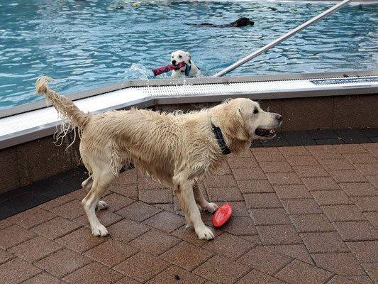 Nun wirf mein Spielzeug endlich ins Wasser.