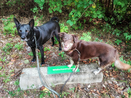 14.09.2024: Fiene (8J) und Olli (8J) haben 7,91 km zwischen Oberaußem und Bergheim gedreht. Durch Waldabschnitte und über die Feldwege, mit kurzer Pause an einem kleinen See.