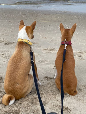 05.09.2024: Edi (13J) und Nessa (12J) sind 8 km in Kijkduin Niederlande, auf der Düne Richtung Monster bis zum Hundestrand, weiter bis  zum Strand von Monster, um einen künstlich angelegten See und zurück spaziert.