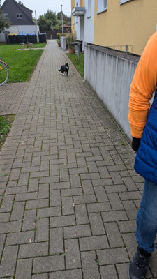 29.09.2024: Katze Olly -  1,5 J ist 1 Km quer durch die Siedlung in Kaster spaziert. Er war auch schon 2023 beim DogWalk dabei.