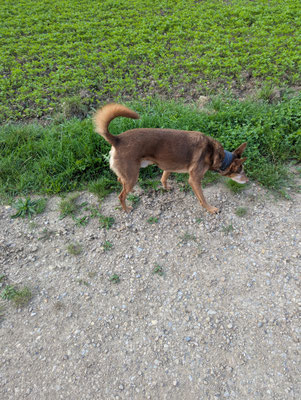 20.09.2025: Mäxchen ist 6,73 km in Bergheim im Feuchtbiotop bis Quadrath und zurück gelaufen.