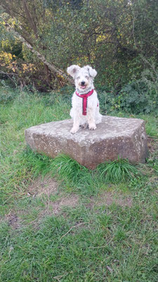 14.09.2025: Maggy ist 3,9 km gelaufen. Hundewiese Köln-Weiden