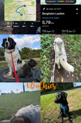 30.09.2025: SaLu Dogs hatmit 31 Hunden insgesamt 171 km für uns erlaufen