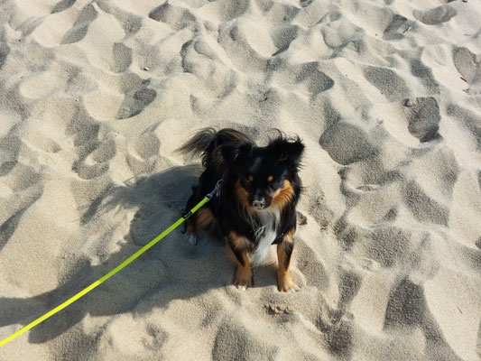 24.09.2024: Lio, (4 J) hat 7,3km zurückgelegt. Rotes Kliff Wanderung, Sylt: Rundweg von Wenningstedt nach Kampen, Rückweg am Strand. Start und Ziel Parkplatz Berthin-Bleeg-Str.