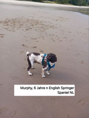 13.09.2024: Murphy (6J)) Hundefänger Werner war unterwegs. Am Campingplatz "Am Leuchtturm" in Krautsand .Am Strand die Elbe hoch, mit ein paar Umwegen am Deich und durch den Ort, zurück zum Campingplatz. 10km