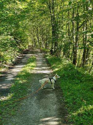 05.09.2023: Amy war 4,4km in der Eifel, Ahrbrück, Beginn und Ende am Campingplatz Denntal Rund-Wanderweg Nr. 7 unterwegs.