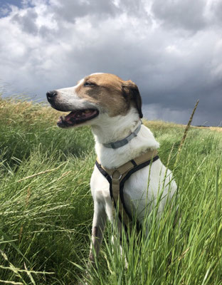 29.09.2024: Archie, (13 J) 1,1km . Opi Archie ist einmal um den Block mit kurzem Abstecher ins Feld gegangen.