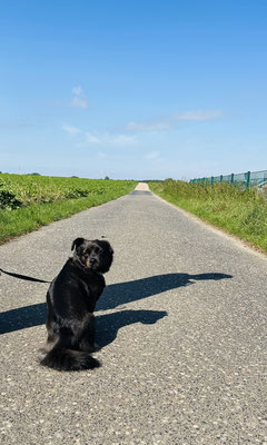 15.09.2024: Lenny (2,5J)  Wir starteten unsere DogWalk Strecke in 50181 Bedburg Kaster und sind den Feldweg bis zum Hofladen Sieben in Grottenherten gelaufen. 5 km hin und dieselbe Strecke zurück! Somit hat Lenny 10 km zurückgelegt.