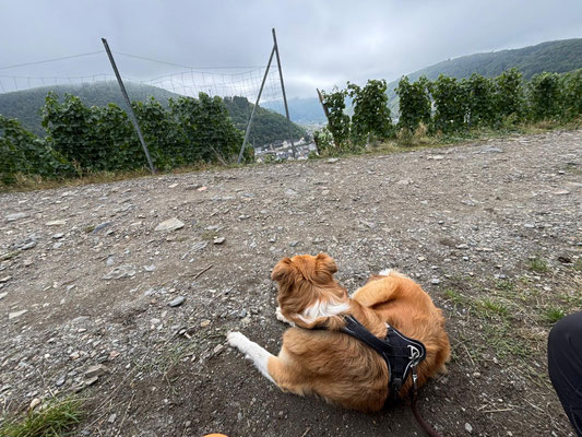28.09.2025: Tim ist 9 km in den Weinbergen bei Dernau gelaufen.