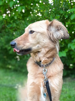 03.09.2024: Lissy, 6J ahre, ist mit Frauchen Heike kreuz und quer durch den Nordpark und das Gelände an der Lüttich Kaserne gelaufen, insgesamt 12,2 km.