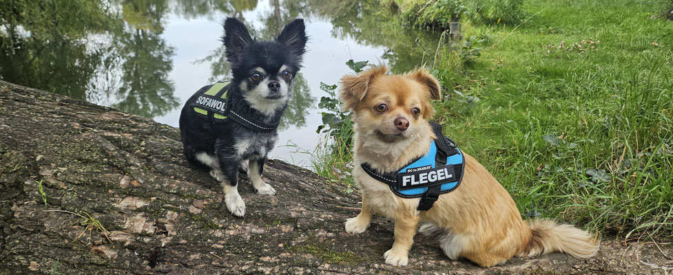 17.09.2025: Marley und Duke sind 7,9 km gelaufen. Felder von Grouven/Berrendorf/Elsdorf gegangen und waren zum Abschluss am wunderschönen Grouvener Weiher.