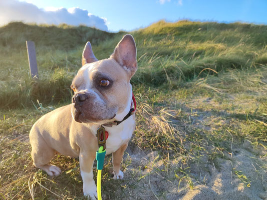 21.09.2025: Bonnie, Momo und Foxy sind 9,82 km in St. Peter Ording gelaufen.