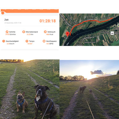 23.09.2025: Sir Edward und Spike sind 5,22 km gelaufen. Hamburg _ in der Abendsonne die Elbe entlang gelaufen.