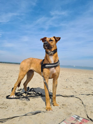 15.09.2024: Nala (1j) ist 8,1km von Widdersdorf nach Pulheim und wieder zurück nach Widdersdorf gelaufen.