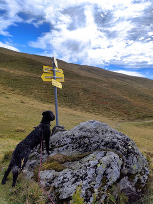 08.09.2025: Akka hat 9,47 km bei einer Wanderung in Kärnten zurückgelegt. Vom Maltaberg zum Stubeck hoch.