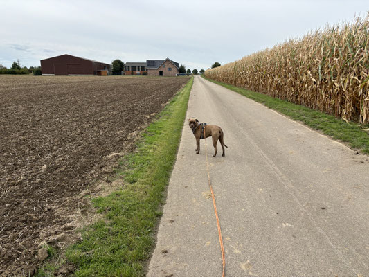 29.09.2024: Maili (1J9M) ist 3,26km in Kerpen gelaufen. Feld, Wiese, Feld, Maisfeld