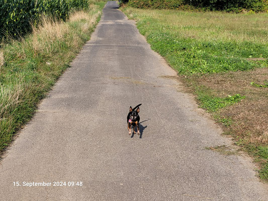 15.09.2024: Habibi (13J) ist 5,89 km beim sonntäglichen Morgenlauf durch die Felder des Vorgebirges zurückgelegt..