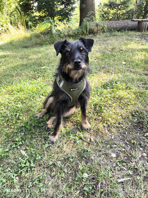 19.09.2024: Ronja (4J) ist 6,44km vom Parkplatz Donatus, Richtung Brühl, um Villenhofer Maar und wieder zurück