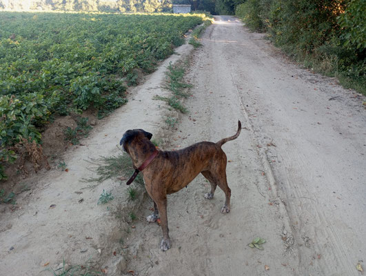 18.09.2025: Andra ist 8 km gelaufen. Von Bedburg-West,durchs Feld,an Lipp vorbei,bis Millendorf und wieder zurück.
