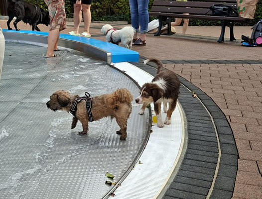 Wassergewöhnung für die Welpen im Babybecken