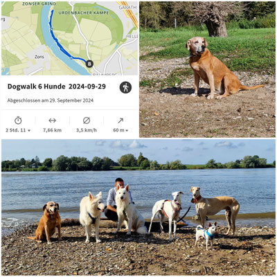 29.09.2024: Topaz, (10J) ist 7,66km ab Campingplatz "Rheinblick" in der Urdenbacher Kämpe am Rhein entlang und wieder zurück gelaufen.