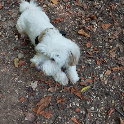 12.09.2025: Chicco ist 7 km auf der Wiedenfelder Höhe gelaufen.