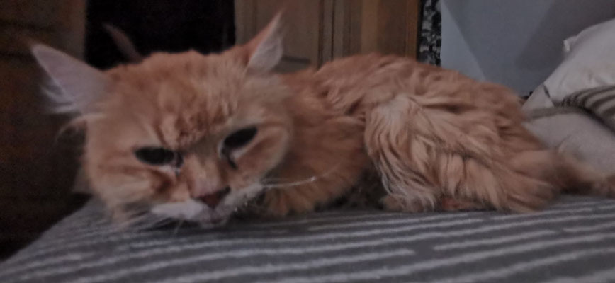 Meuschen, 09.08.2025