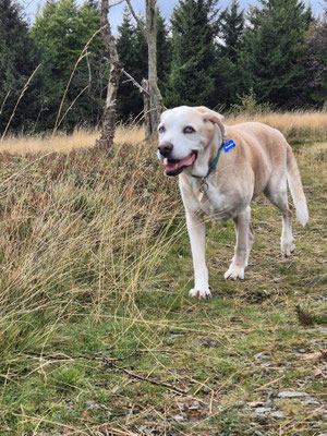 24.09.2024: Nandu (13 J) hat eine Wanderung auf dem kahlen Asten gemacht und 7km zurückgelegt.