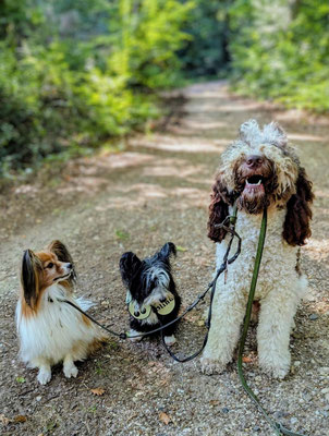 07.09.2025: Pai, Yippie & Tamme sind jeweils 6,4 km im Kottenforst bei Bonn gelaufen.