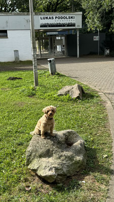 13.09.2024: Lucy (12J) ist vom Gestüt Erftmühle bis zum Lukas-Podolski-Stadion und zurück gelaufen.10km  Es war der frühere DogWalk.