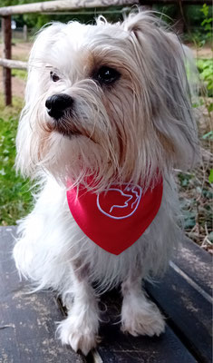 24.09.2024: Lina ist 7 km über Feldwege zwischen Bergerhausen und Blatzheim, vorbei an der Kommandeursburg und Burg Bergerhausen für den Dogwalk gelaufen.