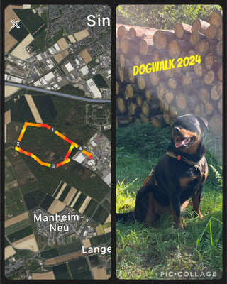 21.009.2024: Ymara, (5 J) ist 4,32km in  Kerpen im Dickbusch gelaufen