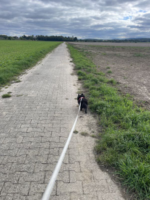 27.09.2025: Djadi ist 5 km gelaufen. Felder in Düren.  