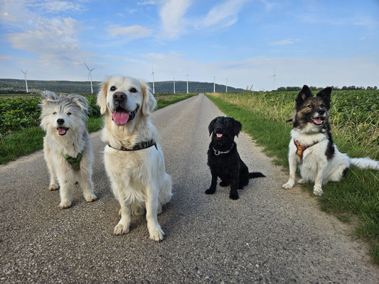 20.09.2025: Silva, Hugo, Cooper und Freddy sind 6,5km von Oberembt nach Tollhausen gelaufen.