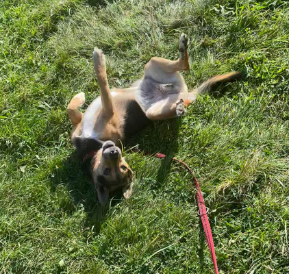08.09.2024: Oskar (10J) ist mit seiner Gassigängerin 4km vom Tierheim Köln-Dellbrück, Iddesfelder Hardt, durch den umliegenden Wald, am Bach entlang und über die große Wiese zurück zum Tierheim gegangen.
