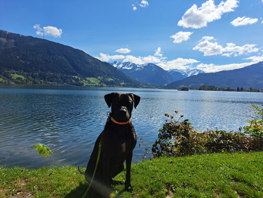 18.09.2024: Rocky (5J) hat 9,8km bei einer  Wanderung vom Campingplatz nach Zell am See wiieder zurück zurückgelegt.. 