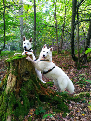 22.09.2024: Blacki (5J) und Blodie (7,5M) haben haben den Durchholzer Wald für unseren Dogwalk gewählt, schöne Wege, teils abenteuerliche Pfade mit kleinem Bach zur Erfrischung und ganz vielen Baumstümpfen die beide Jungs zu Turnübungen einluden. 4,1km