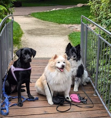 27.09.2025: Ruby, Boomer, Zuma, Kimba, Muffin und Sparky sind im Nordpark in Köln Ossendorf gelaufen.