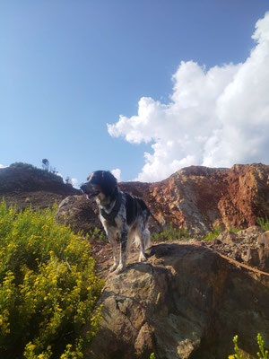30.09.2025: Pepe ist 6.5 km auf Elba gelaufen. Auf dem Lagettho delle Conche den Roten See Lago di Sangue entdeckt und dann zum Strand Spiaggia Cala Seregola 