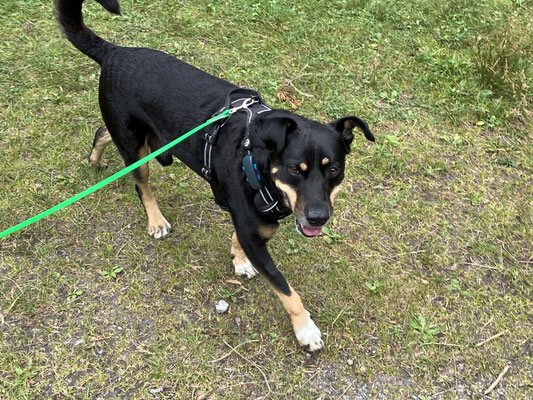 10.09.2024:Barney, (6J) ist 7,6km in Südtirol unterwegs gewesen.Schnalstal,Seerunde bei Vernagt 