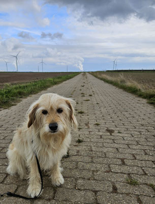 23.09.2024: Ömmes, (7 J) ist 10km gelaufen. Von Rödingen aus über Feldwege bis Oberempt, von dort bis an den Rand der Sophienhöhe. An der Sophienhöhe entlang bis Welldorf und zurück über Güsten nach Rödingen.