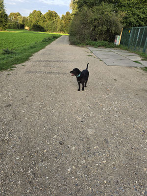 20.09.2025: Amy ist 6,73 km in Bergheim im Feuchtbiotop bis Quadrath und zurück gelaufen.