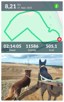 27.09.2025: Fiene, Olli  sind 8,21 km gelaufen. Terra Nova Wanderweg_ Birkenbaum-Tunnel und über die Felder 