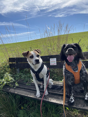 19.09.2025: Paolo und Juli sind 6,4km vom Hundeplatz an der Berliner Straße über den Kumper Weg nach Niederblecher und über Hirzenbetg und Ropenstall zurück gelaufen.