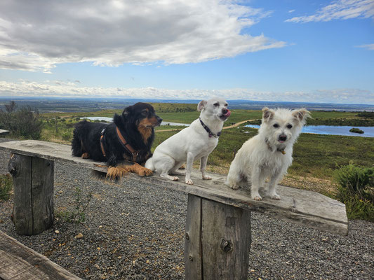 13.09.2025: Max, Rudi und Erna sind 10 km vom Hambacher Wanderparkplatz hoch zur goldenen Aue zu den Wildpferden gewandert.