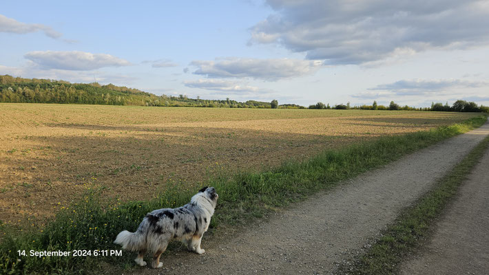 14.09.2024: Kiewie (2J) ist 4 km in Quadrath, am Fortunafeld gelaufen.